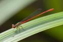 Telebasis digiticollis (Marsh Firetail) male.jpg